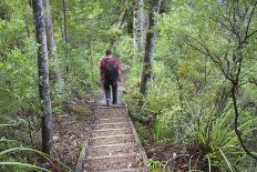 Man Hiking on Waiomu Kauri Grove Trail-Ian-Photographic Print