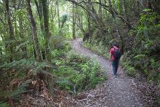 Man Hiking on Waiomu Kauri Grove Trail-Ian-Photographic Print