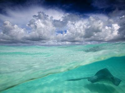 A Stingray Swimming Through the Caribbean Sea at the Cayman Islands.