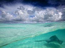 A Stingray Swimming Through the Caribbean Sea at the Cayman Islands.-Ian Shive-Photographic Print