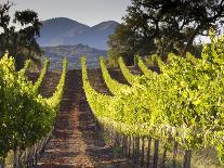 Arroye Grande, California: a Central Coast Winery-Ian Shive-Photographic Print