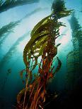 Channel Islands National Park, California: the View Underwater Off Anacapa Island of a Kelp Forest-Ian Shive-Photographic Print