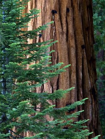 Giant Sequoia's - Sequoia National Park, California
