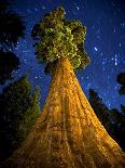 Giant Sequoia under the Milky Way-Ian Shive-Photographic Print