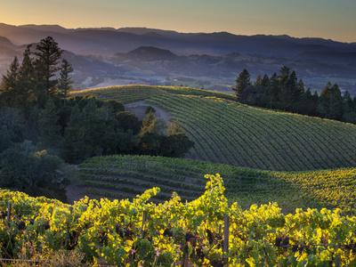 Healdsburg, Sonoma County, California: Vineyard and Winery at Sunset