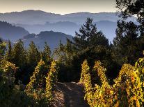 Arroye Grande, California: a Central Coast Winery-Ian Shive-Photographic Print