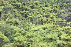 Strand of Tree Ferns on Waiomu Kauri Grove Trail-Ian-Photographic Print