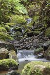 Man Hiking on Waiomu Kauri Grove Trail-Ian-Photographic Print