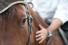 Closeup of a Horse Head with Detail on the Eye and on Rider Hand. Harnessed Horse Being Lead-iancucristi-Photographic Print