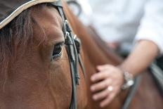 Closeup of a Horse Head with Detail on the Eye and on Rider Hand. Harnessed Horse Being Lead-iancucristi-Stretched Canvas