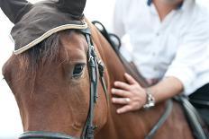 Closeup of a Horse Head with Detail on the Eye and on Rider Hand. Harnessed Horse Being Lead-iancucristi-Framed Photographic Print