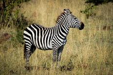 Zebra Profile-IanSt8-Laminated Photographic Print