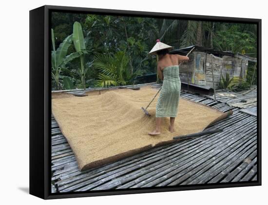 Iban Tribeswoman Raking Through Drying Rice Crop on Sacking Laid on Bamboo Longhouse Verandah-Annie Owen-Framed Stretched Canvas