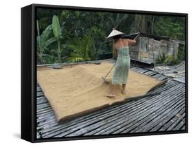 Iban Tribeswoman Raking Through Drying Rice Crop on Sacking Laid on Bamboo Longhouse Verandah-Annie Owen-Framed Stretched Canvas