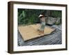 Iban Tribeswoman Raking Through Drying Rice Crop on Sacking Laid on Bamboo Longhouse Verandah-Annie Owen-Framed Photographic Print