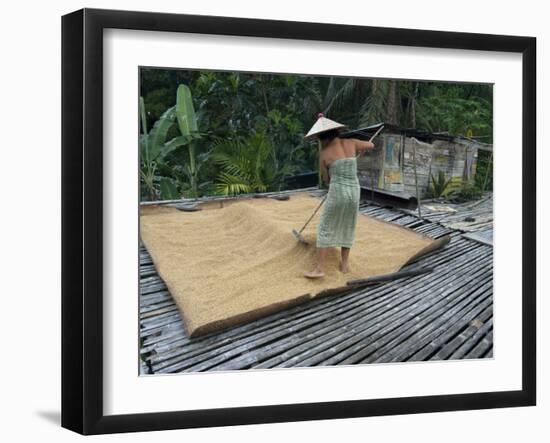 Iban Tribeswoman Raking Through Drying Rice Crop on Sacking Laid on Bamboo Longhouse Verandah-Annie Owen-Framed Photographic Print