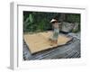 Iban Tribeswoman Raking Through Drying Rice Crop on Sacking Laid on Bamboo Longhouse Verandah-Annie Owen-Framed Photographic Print