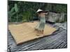 Iban Tribeswoman Raking Through Drying Rice Crop on Sacking Laid on Bamboo Longhouse Verandah-Annie Owen-Mounted Photographic Print