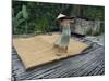 Iban Tribeswoman Raking Through Drying Rice Crop on Sacking Laid on Bamboo Longhouse Verandah-Annie Owen-Mounted Photographic Print