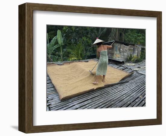 Iban Tribeswoman Raking Through Drying Rice Crop on Sacking Laid on Bamboo Longhouse Verandah-Annie Owen-Framed Photographic Print