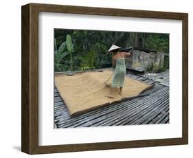 Iban Tribeswoman Raking Through Drying Rice Crop on Sacking Laid on Bamboo Longhouse Verandah-Annie Owen-Framed Photographic Print