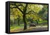 Iberian Black Pig Foraging In Oak Woodland, Sierra De Aracena Natural Park, Huelva-Juan Carlos Munoz-Framed Stretched Canvas