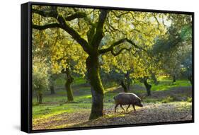 Iberian Black Pig Foraging In Oak Woodland, Sierra De Aracena Natural Park, Huelva-Juan Carlos Munoz-Framed Stretched Canvas