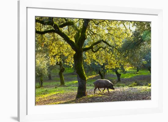 Iberian Black Pig Foraging In Oak Woodland, Sierra De Aracena Natural Park, Huelva-Juan Carlos Munoz-Framed Photographic Print