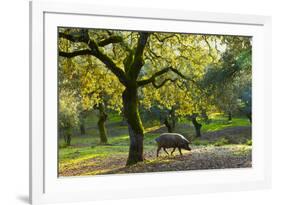 Iberian Black Pig Foraging In Oak Woodland, Sierra De Aracena Natural Park, Huelva-Juan Carlos Munoz-Framed Photographic Print