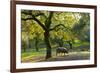 Iberian Black Pig Foraging In Oak Woodland, Sierra De Aracena Natural Park, Huelva-Juan Carlos Munoz-Framed Photographic Print