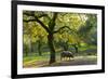 Iberian Black Pig Foraging In Oak Woodland, Sierra De Aracena Natural Park, Huelva-Juan Carlos Munoz-Framed Photographic Print