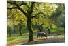 Iberian Black Pig Foraging In Oak Woodland, Sierra De Aracena Natural Park, Huelva-Juan Carlos Munoz-Mounted Photographic Print