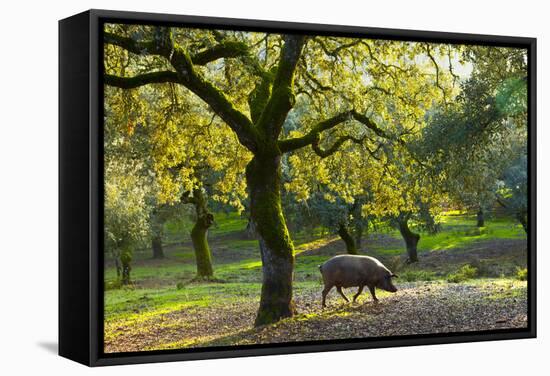 Iberian Black Pig Foraging In Oak Woodland, Sierra De Aracena Natural Park, Huelva-Juan Carlos Munoz-Framed Stretched Canvas