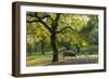 Iberian Black Pig Foraging In Oak Woodland, Sierra De Aracena Natural Park, Huelva-Juan Carlos Munoz-Framed Photographic Print