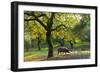 Iberian Black Pig Foraging In Oak Woodland, Sierra De Aracena Natural Park, Huelva-Juan Carlos Munoz-Framed Photographic Print