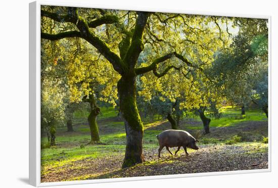 Iberian Black Pig Foraging In Oak Woodland, Sierra De Aracena Natural Park, Huelva-Juan Carlos Munoz-Framed Photographic Print