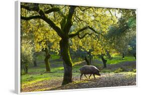 Iberian Black Pig Foraging In Oak Woodland, Sierra De Aracena Natural Park, Huelva-Juan Carlos Munoz-Framed Photographic Print