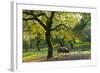 Iberian Black Pig Foraging In Oak Woodland, Sierra De Aracena Natural Park, Huelva-Juan Carlos Munoz-Framed Photographic Print