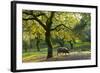 Iberian Black Pig Foraging In Oak Woodland, Sierra De Aracena Natural Park, Huelva-Juan Carlos Munoz-Framed Photographic Print