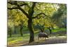 Iberian Black Pig Foraging In Oak Woodland, Sierra De Aracena Natural Park, Huelva-Juan Carlos Munoz-Mounted Photographic Print