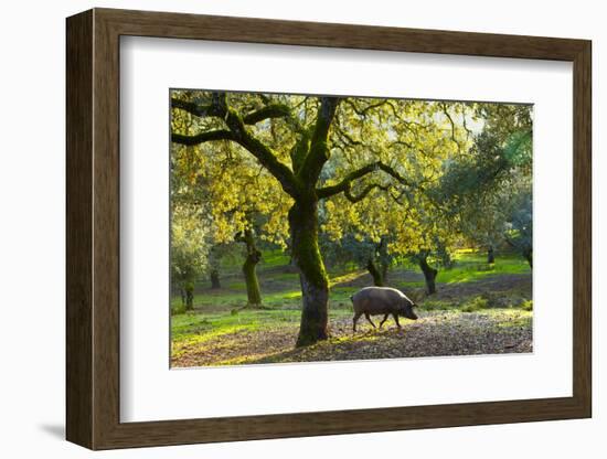 Iberian Black Pig Foraging In Oak Woodland, Sierra De Aracena Natural Park, Huelva-Juan Carlos Munoz-Framed Photographic Print