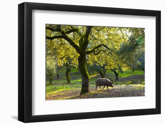 Iberian Black Pig Foraging In Oak Woodland, Sierra De Aracena Natural Park, Huelva-Juan Carlos Munoz-Framed Photographic Print