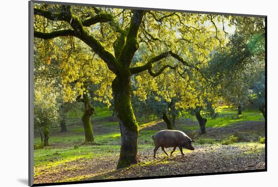 Iberian Black Pig Foraging In Oak Woodland, Sierra De Aracena Natural Park, Huelva-Juan Carlos Munoz-Mounted Photographic Print