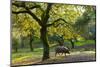 Iberian Black Pig Foraging In Oak Woodland, Sierra De Aracena Natural Park, Huelva-Juan Carlos Munoz-Mounted Photographic Print