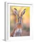 Iberian hare portrait, Castile La Mancha, Spain-Juan Carlos Munoz-Framed Photographic Print