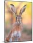 Iberian hare portrait, Castile La Mancha, Spain-Juan Carlos Munoz-Mounted Photographic Print