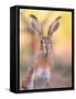 Iberian hare portrait, Castile La Mancha, Spain-Juan Carlos Munoz-Framed Stretched Canvas