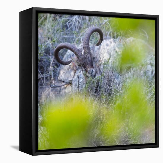 Iberian ibex amongst scrub, Granada, Andalusia, Spain-Juan Carlos Munoz-Framed Stretched Canvas