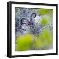 Iberian ibex amongst scrub, Granada, Andalusia, Spain-Juan Carlos Munoz-Framed Photographic Print