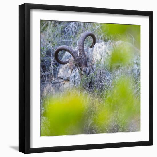 Iberian ibex amongst scrub, Granada, Andalusia, Spain-Juan Carlos Munoz-Framed Photographic Print